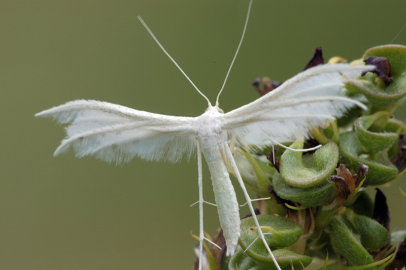 Pterophorus pentadactyla