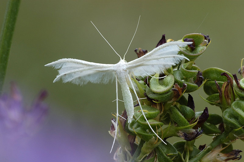 Pterophorus pentadactyla