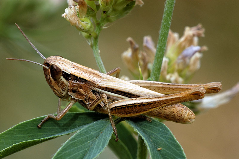 Cavalletta: Euchorthippus declivus (Acrididae)