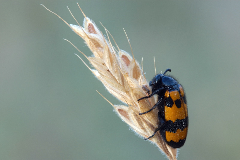 Ceratopogonidi pungitori di insetti