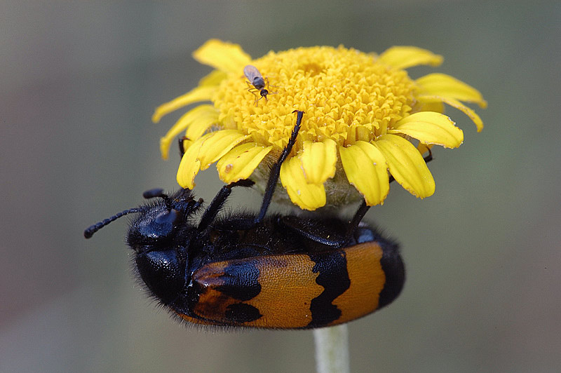 Ceratopogonidi pungitori di insetti