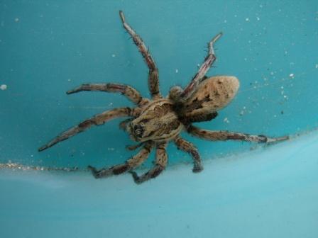 Allocosa oculata (?)