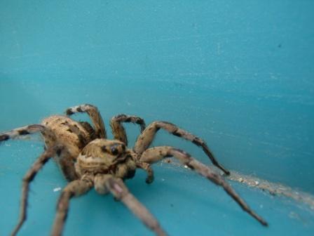 Allocosa oculata (?)