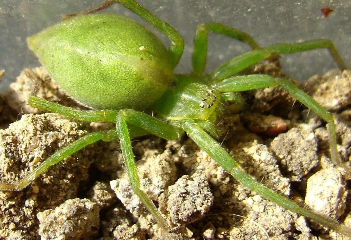 il piccolo verde
