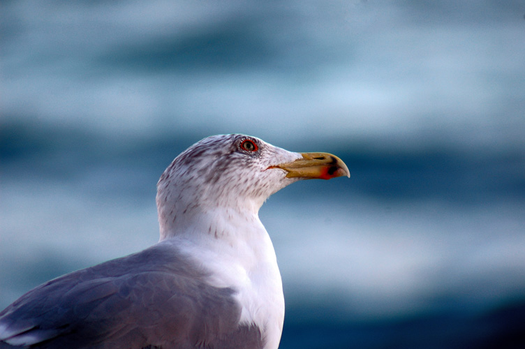 Larus fuscus graellssii