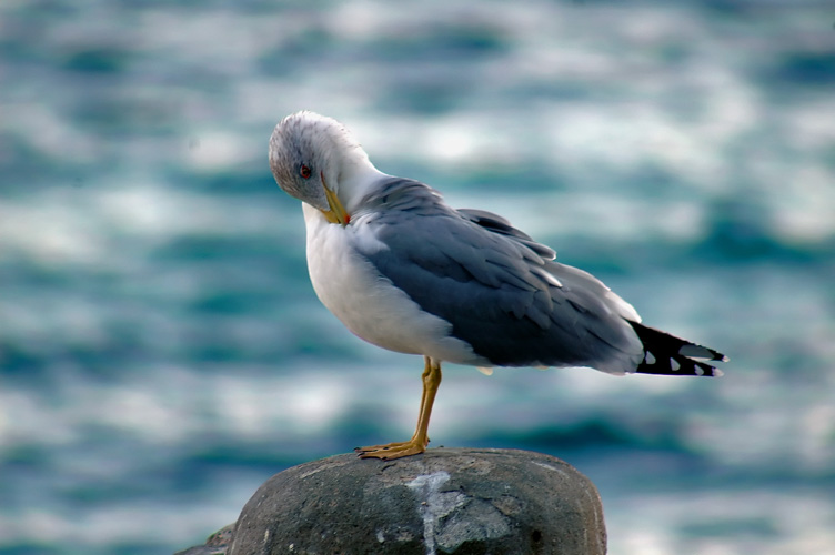 Larus fuscus graellssii
