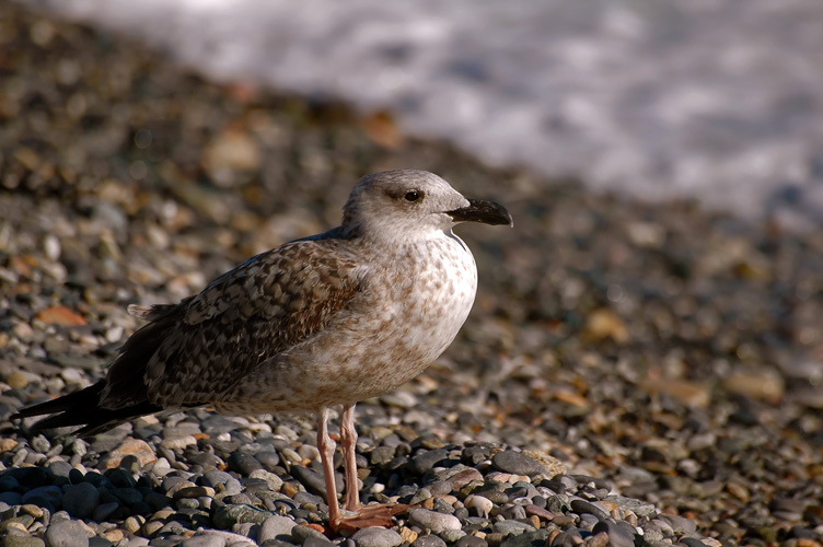 Larus fuscus graellssii
