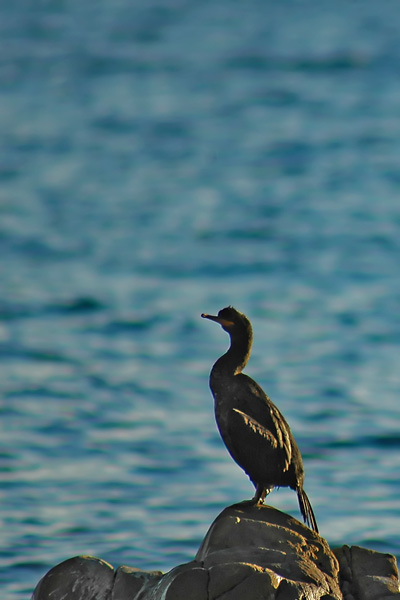 Phalacrocorax aristotelis / Marangone dal ciuffo