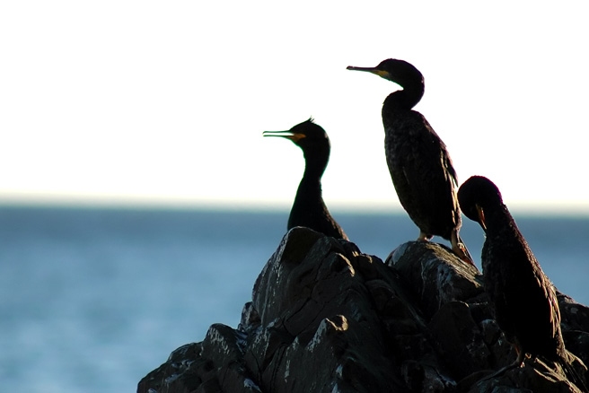 Phalacrocorax aristotelis / Marangone dal ciuffo