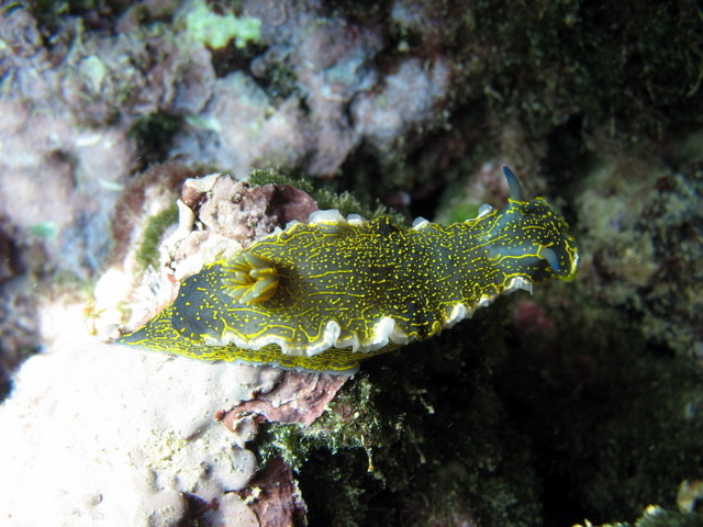 Hypselodoris picta (Schultz in Philippi, 1836)