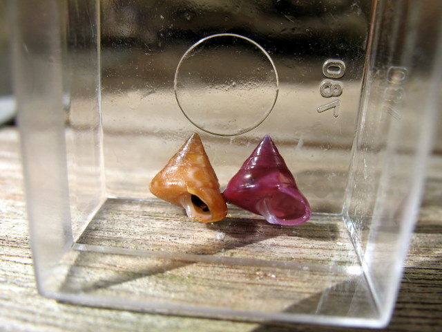 Interessanti da Calambrone