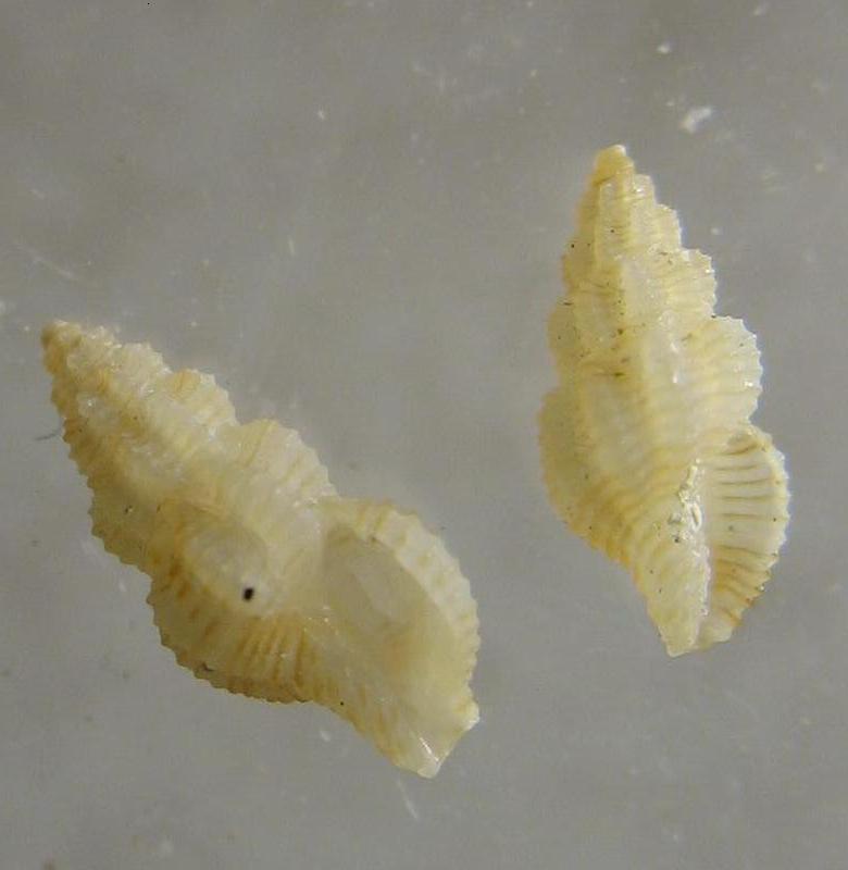 Raphitoma ortona -80