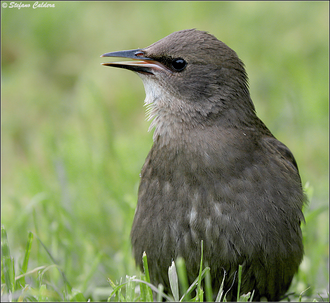 Giovane di Storno - Sturnus vulgaris