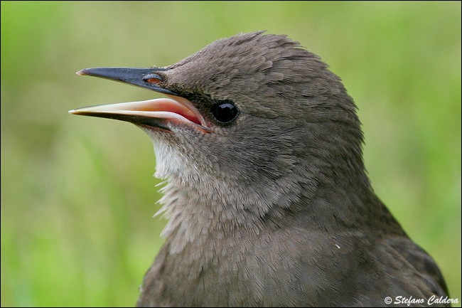 Giovane di Storno - Sturnus vulgaris