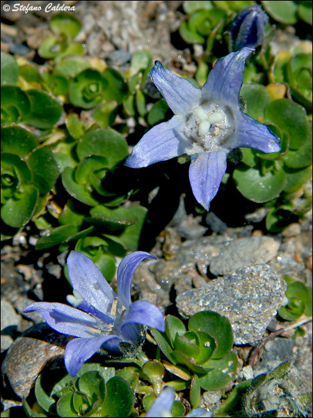 Campanula cenisia / Campanula del Moncenisio