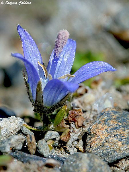Campanula cenisia / Campanula del Moncenisio