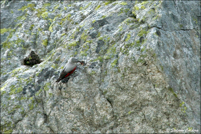 Picchio muraiolo - Tichodroma muraria