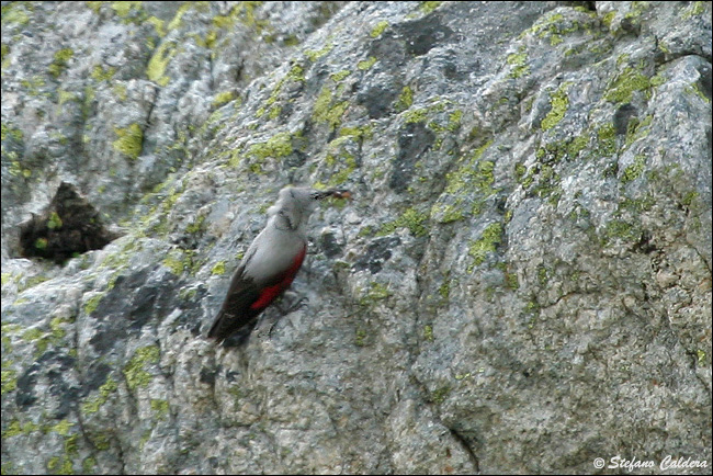 Picchio muraiolo - Tichodroma muraria