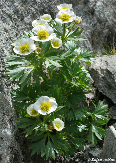 Ranunculus glacialis / Ranuncolo dei ghiacciai
