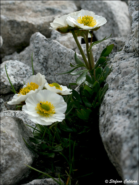 Ranunculus glacialis / Ranuncolo dei ghiacciai