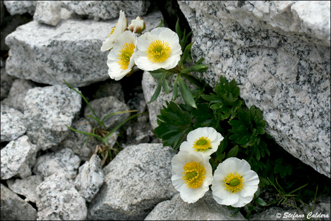 Ranunculus glacialis / Ranuncolo dei ghiacciai
