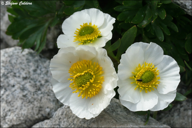 Ranunculus glacialis / Ranuncolo dei ghiacciai