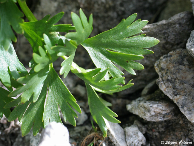 Ranunculus glacialis / Ranuncolo dei ghiacciai