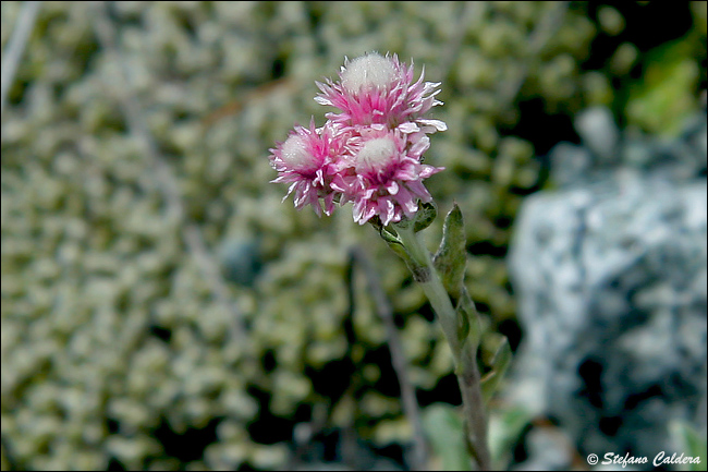 Antennaria dioica / Zampa di gatto