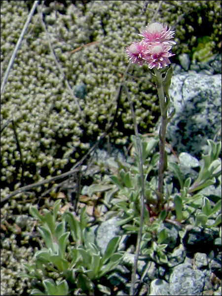 Antennaria dioica / Zampa di gatto