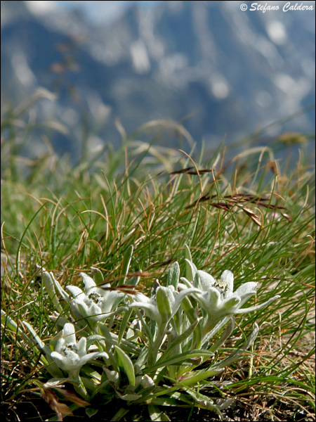 Finalmente le Stelle Alpine!!! - Leontopodium alpinum