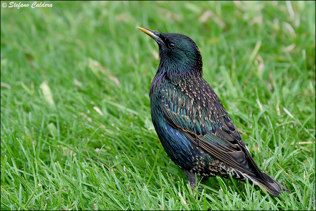 Giovane di Storno - Sturnus vulgaris