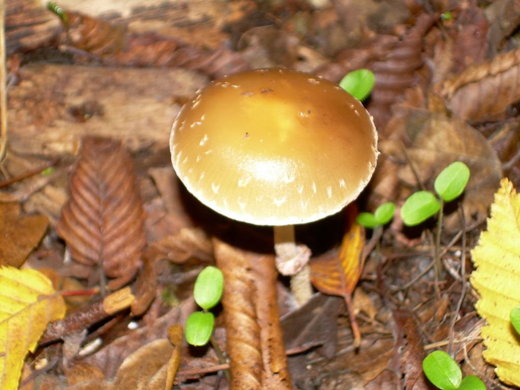 Panaeolus sp.?