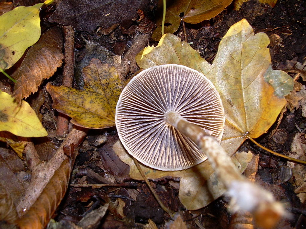 Panaeolus sp.?