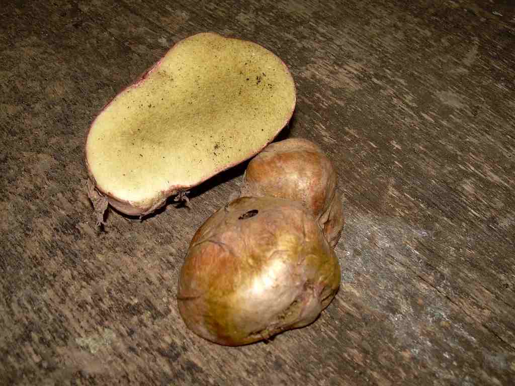 Visita Micologica a Macchiagrande, guidata dal nostro Andrea