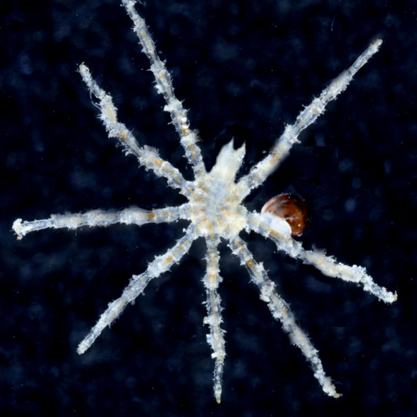 Pycnogonida