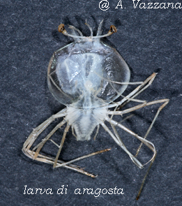 Aragosta larva