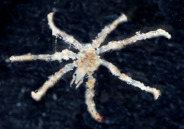 Pycnogonida