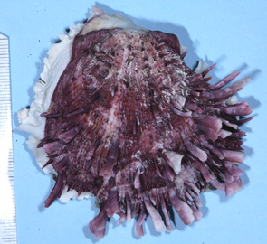 Spondylus spinosus