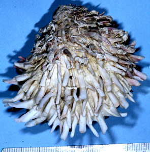 Spondylus spinosus