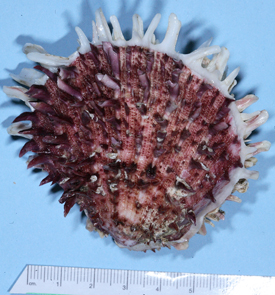 Spondylus spinosus