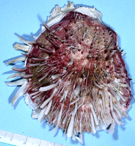 Spondylus spinosus