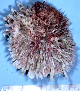 Spondylus spinosus