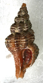 Fusinus dimassai