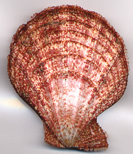 Chlamys (Manupecten) pesfelis