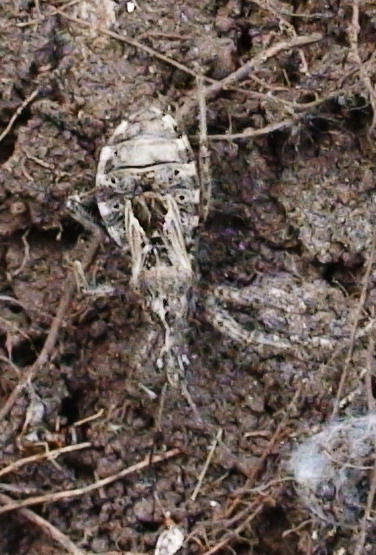 Reduvide: Coranus subapterus