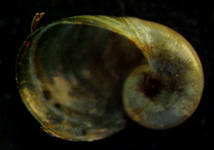 CHECKLIST ILLUSTRATA  e Lista Rossa dei Molluschi italiani