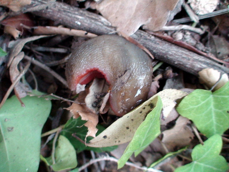 Limax cf. corsicus dall''Argentario (GR)