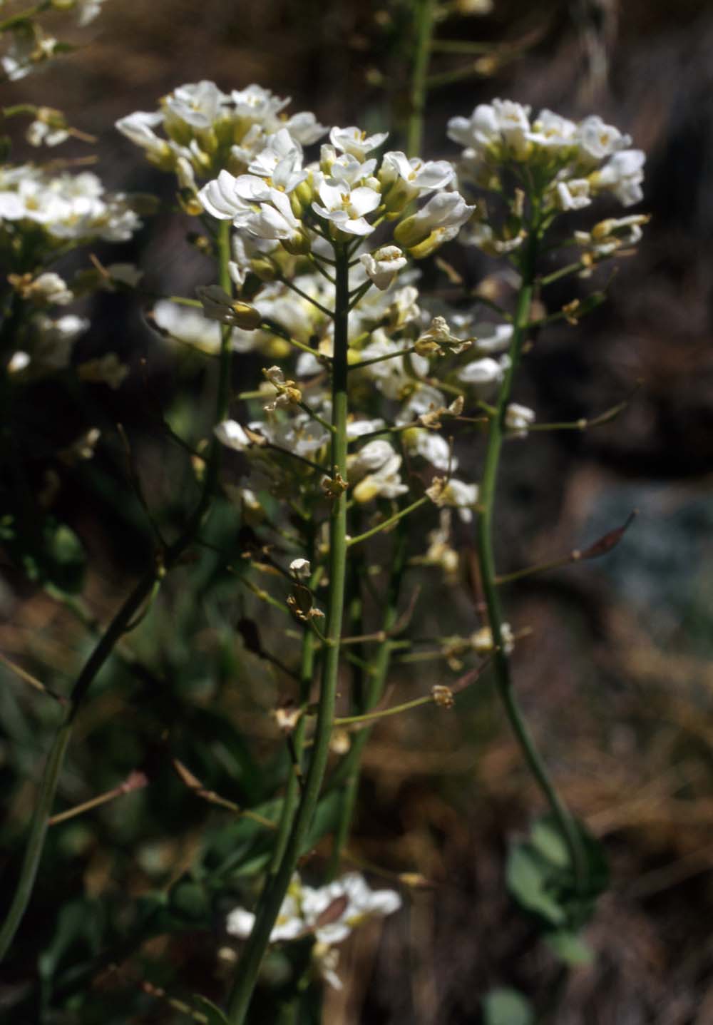 Noccaea sylvia (=Thlaspi sylvium) / Erba storna piemontese