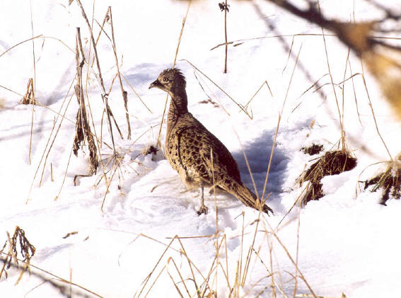 Fauna delle Alpe