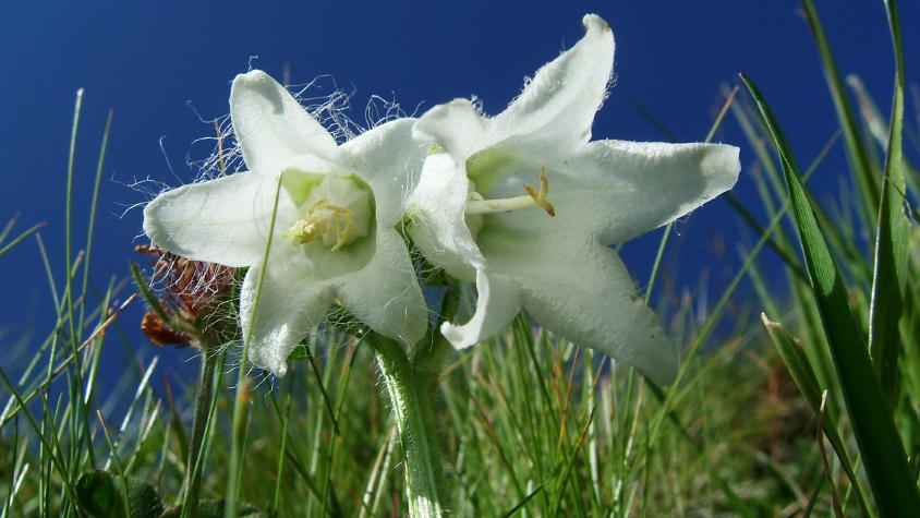 Flora Alpina delle Alpi Occidentali